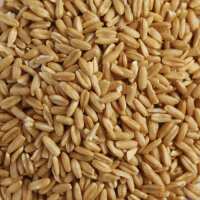 Read Buy Organics Online Reviews